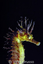 Fishs - Hippocampus guttulatus by Vito Lorusso 
